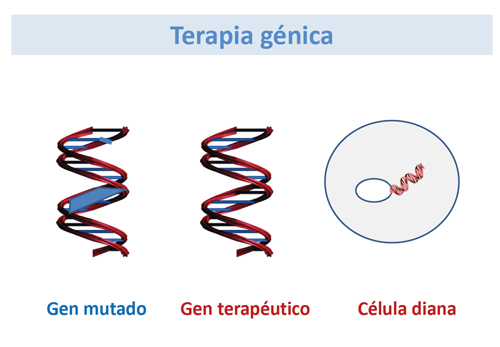 Ejemplos de aplicaciones de terapia génica