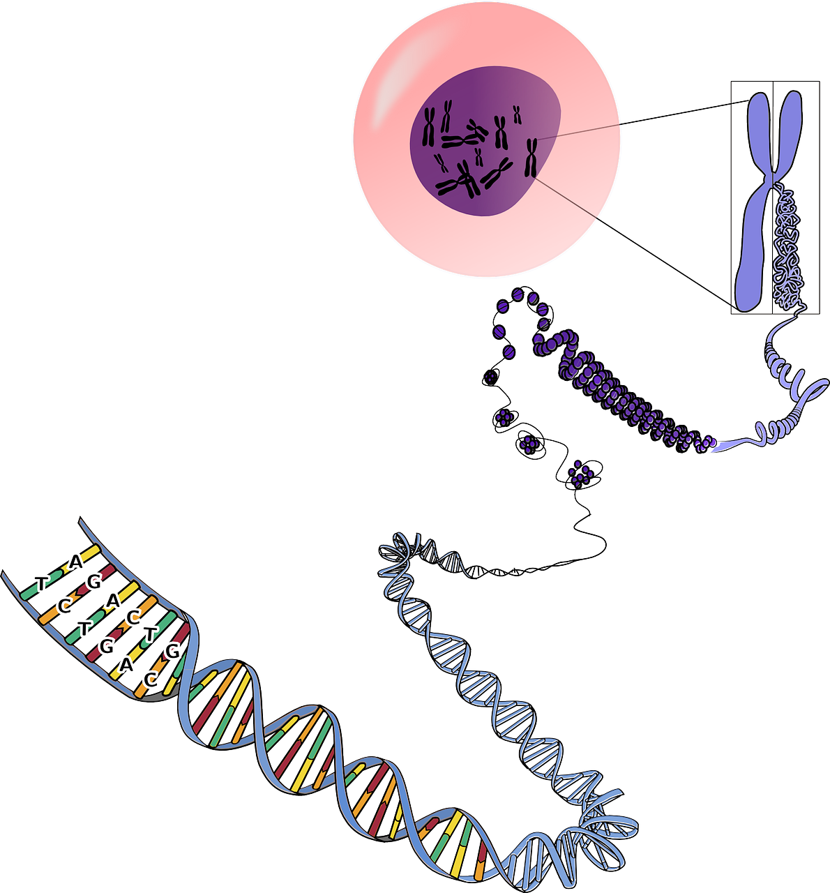 Consecuencias genéticas que un cromosoma 21 tiene